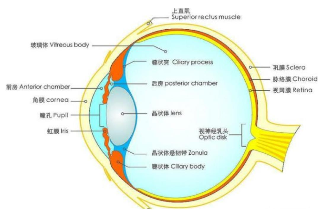 Schema schematicu di a struttura di l'ochju umanu